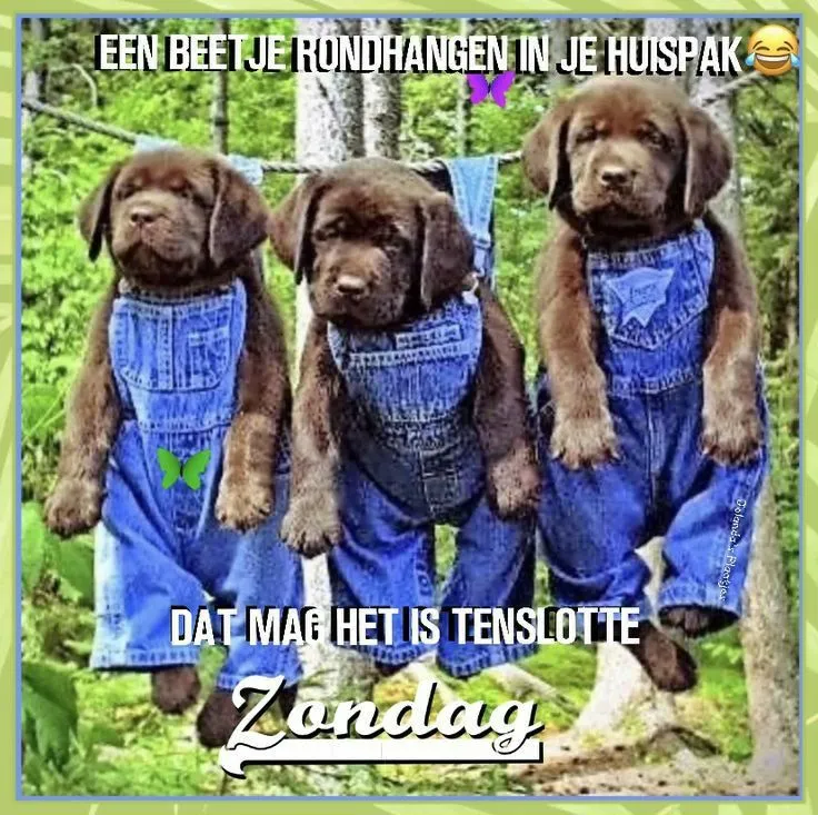 ᐅ goedemorgen vrijdag humor - Vrijdag plaatjes ᐅ goedemorgen vrijdag humor - Vrijdag plaatjes