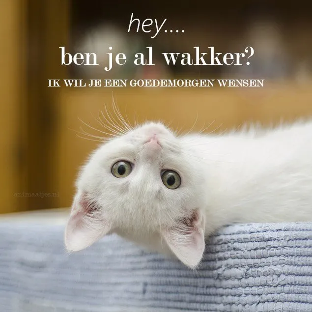 ᐅ goedemorgen wensen - Goedemorgen plaatjes Witte kitten ligt met hoofd opzij, kijkt de camera aan met een nieuwsgierige blik.