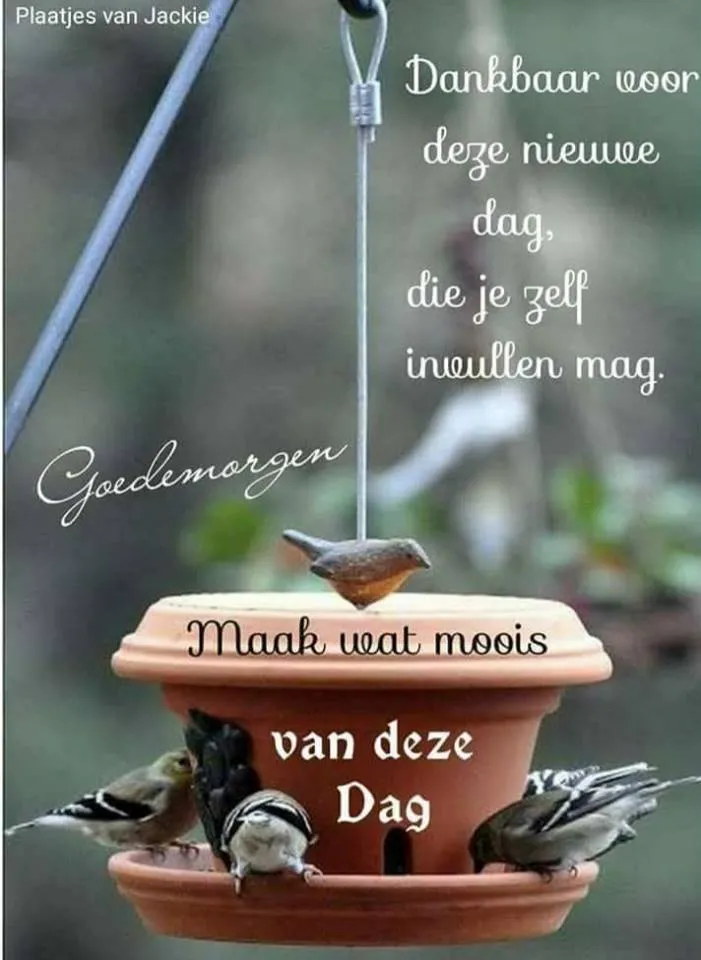 ᐅ goedemorgen wensen - Goedemorgen plaatjes Vogels rond een voederhuisje met een inspirerende boodschap over de dag.
