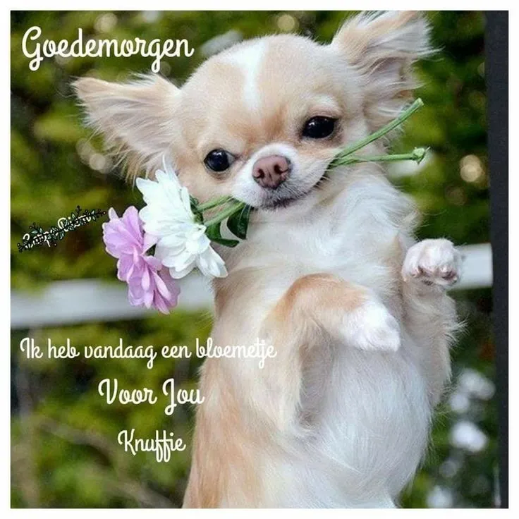 ᐅ goedemorgen wensen - Goedemorgen plaatjes Een chihuahua met een bloemetje in zijn mond staat vrolijk in de tuin.