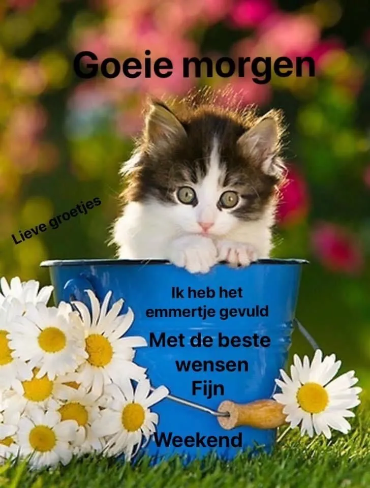 ᐅ goedemorgen wensen - Goedemorgen plaatjes Kitten in blauw emmer tussen bloemen met vriendelijke boodschap voor het weekend.