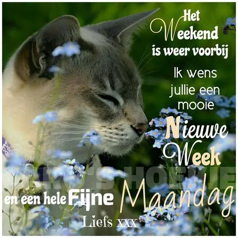ᐅ goedemorgen wensen - Goedemorgen plaatjes Kat snuffelt aan bloemen met de tekst: "Fijne Maandag en Nieuwe Week gewenst."