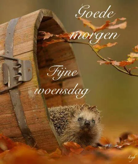 ᐅ goedemorgen woensdag herfst - Woensdag plaatjes ᐅ goedemorgen woensdag herfst - Woensdag plaatjes