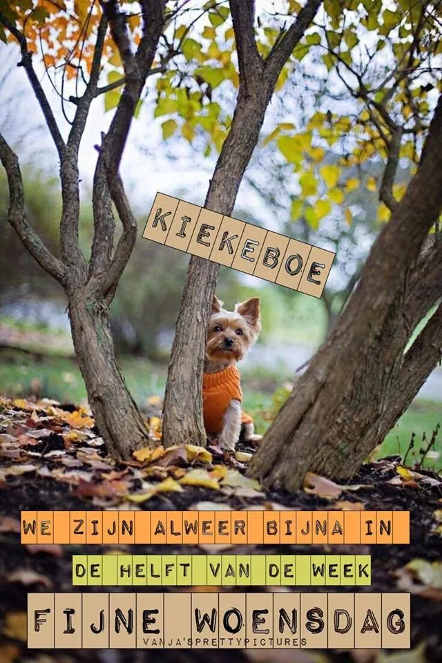 ᐅ goedemorgen woensdag herfst - Woensdag plaatjes ᐅ goedemorgen woensdag herfst - Woensdag plaatjes