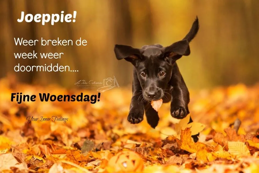 ᐅ goedemorgen woensdag herfst - Woensdag plaatjes ᐅ goedemorgen woensdag herfst - Woensdag plaatjes