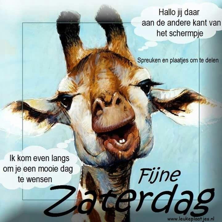 ᐅ goedemorgen zaterdag humor - goedemorgen zaterdag humor plaatjes