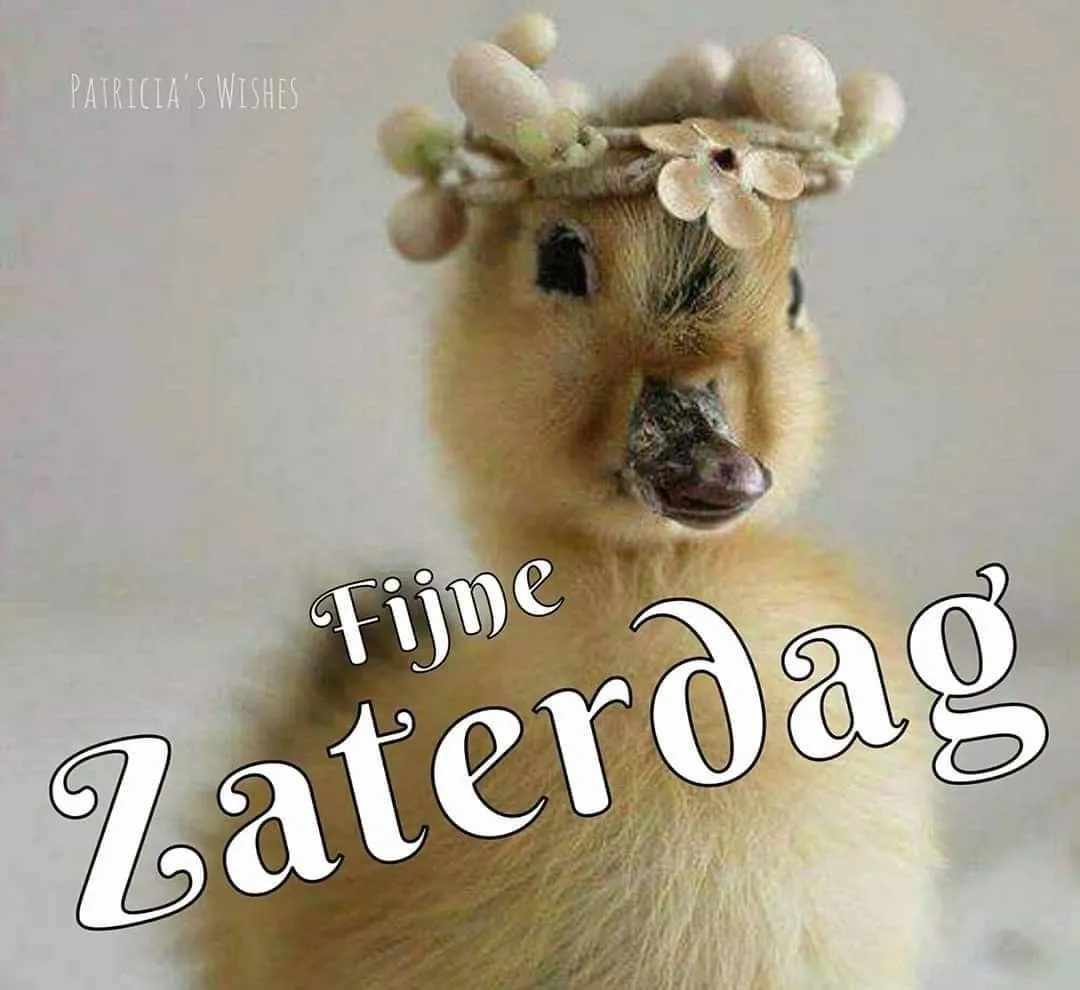 ᐅ goedemorgen zaterdag humor - Zaterdag plaatjes ᐅ goedemorgen zaterdag humor - Zaterdag plaatjes