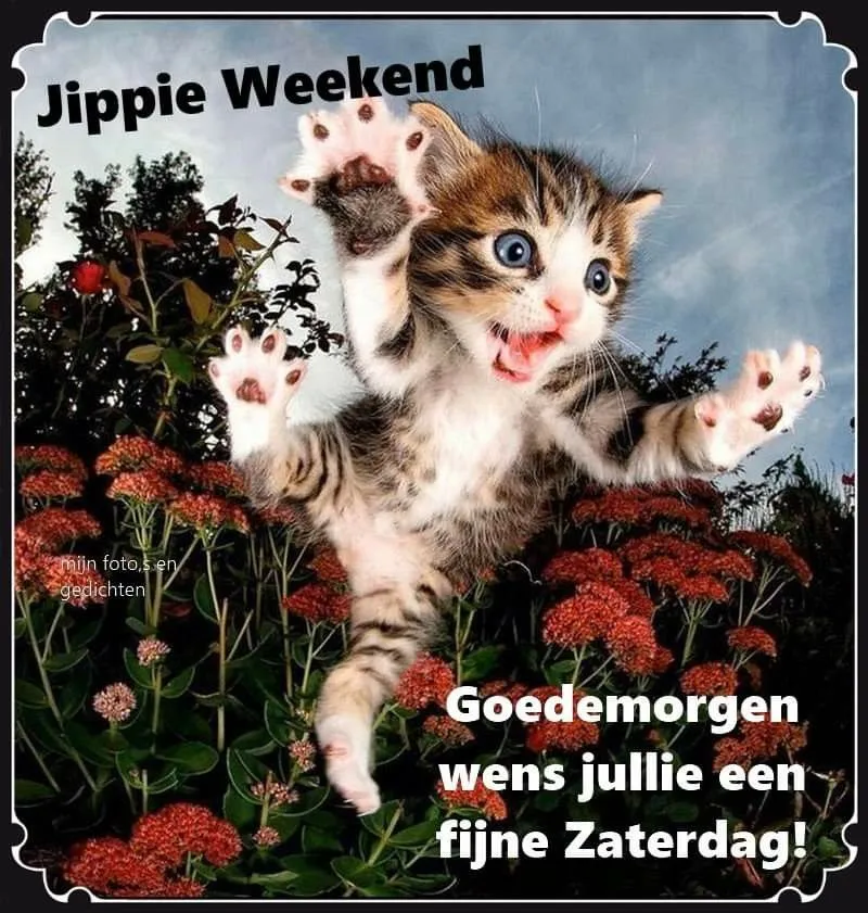 ᐅ goedemorgen zaterdag humor - Zaterdag plaatjes ᐅ goedemorgen zaterdag humor - Zaterdag plaatjes