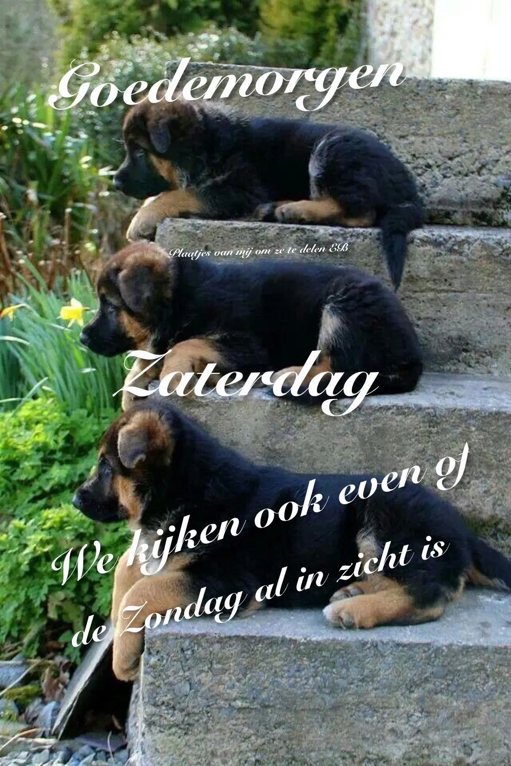 ᐅ goedemorgen zaterdag humor - Zaterdag plaatjes ᐅ goedemorgen zaterdag humor - Zaterdag plaatjes