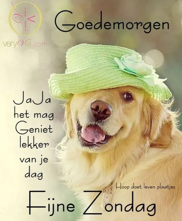 ᐅ goedemorgen zondag - Zondag plaatjes Een golden retriever met een groene hoed op, met een vrolijke tekst eromheen.