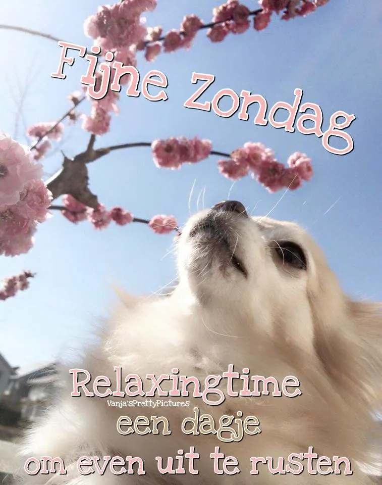 ᐅ goedemorgen zondag - Zondag plaatjes Een witte hond onder bloeiende takken met blauwe lucht, tekst: "Fijne Zondag."