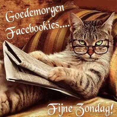ᐅ goedemorgen zondag - Zondag plaatjes Kat met een bril leest een krant, met teksten "Goedemorgen Facebookies" en "Fijne Zondag".