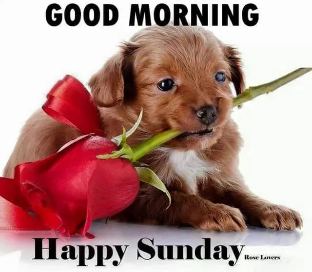 ᐅ goedemorgen zondag - Zondag plaatjes Een schattige puppy houdt een roos vast met de tekst 'Good Morning, Happy Sunday'.