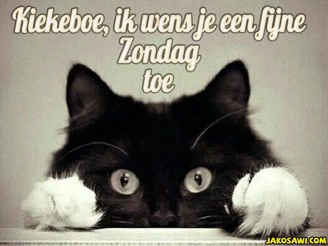 ᐅ goedemorgen zondag - Zondag plaatjes Zwart-witte kat kijkt nieuwsgierig over een rand met de tekst: "Fijne Zondag".