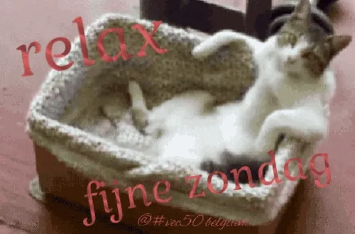 ᐅ goedemorgen zondag - Zondag plaatjes Een kat ontspant in een mand, met tekst "relax" en "fijne zondag".