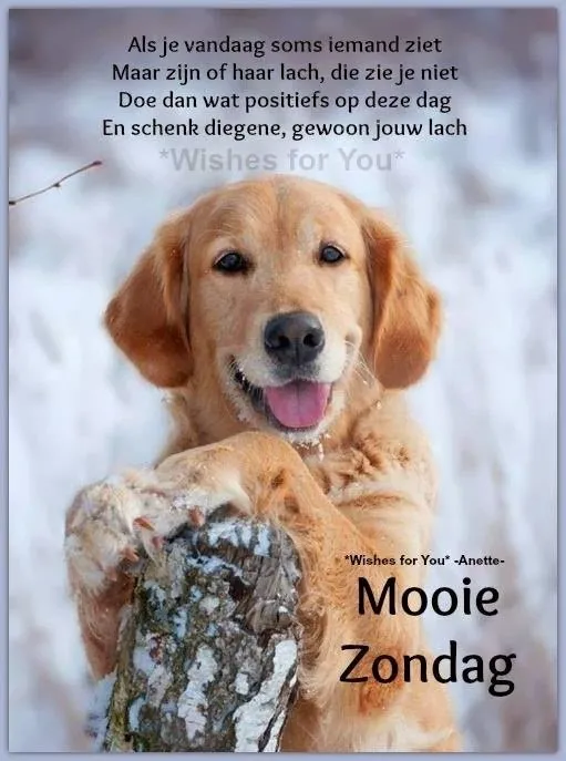 ᐅ goedemorgen zondag - Zondag plaatjes Een blije labrador ligt op sneeuw met een tekst over positieve gedachten.