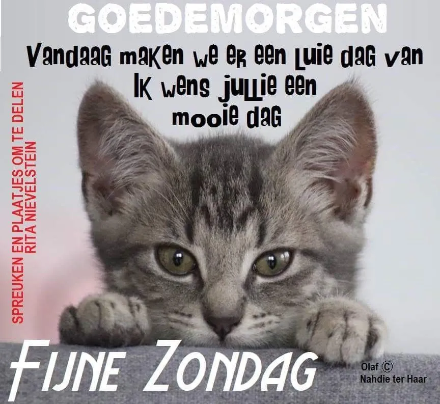 Een schattige kitten met de tekst: "Goedemorgen, fijne zondag."