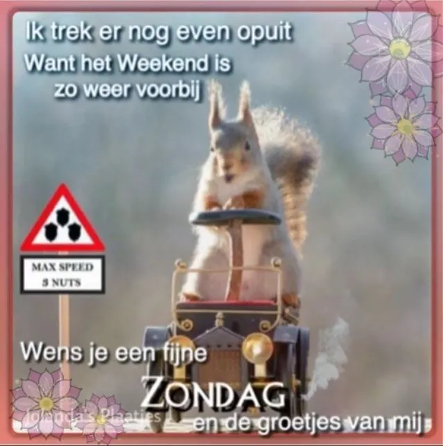 Eekhoorn rijdt in een speelgoedauto met een weekendgroet op de achtergrond.