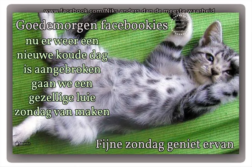 Zwarte en grijze kitten op een groene achtergrond met tekst over een als een gezellige zondag.