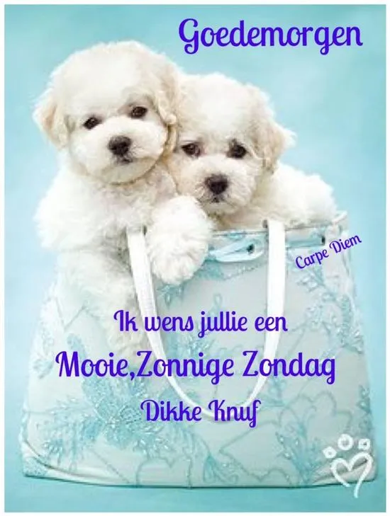 Twee schattige puppy's in een tas met een positieve boodschap voor de zondag.