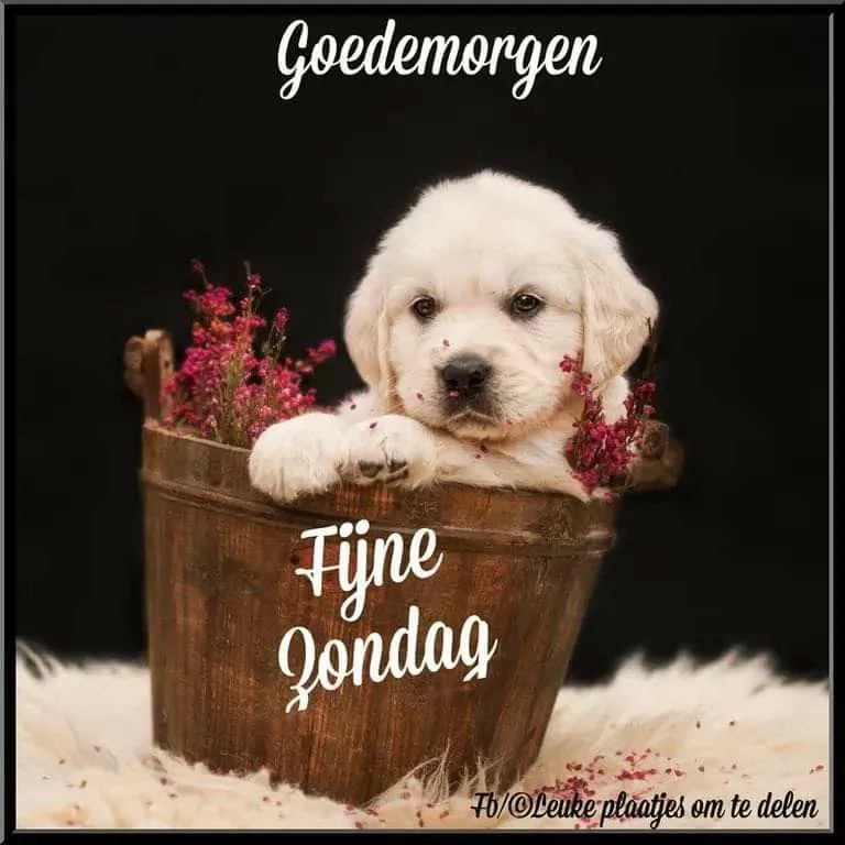 Een schattige puppy in een mand met bloemen en de tekst "Fijne Zondag".