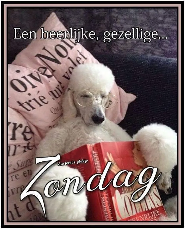 Een poedel leest een boek op de bank, omringd door zachte kussens.
