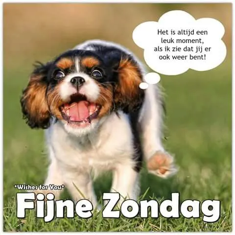 Een blije hond met tekst over een fijne zondag.