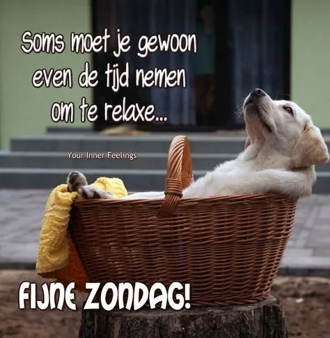 Een hondje ligt ontspannen in een mand met een handdoek, met een zonnige boodschap.