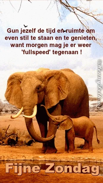 Olifanten staan rustig in de natuur, met een boodschap voor een fijne zondag.