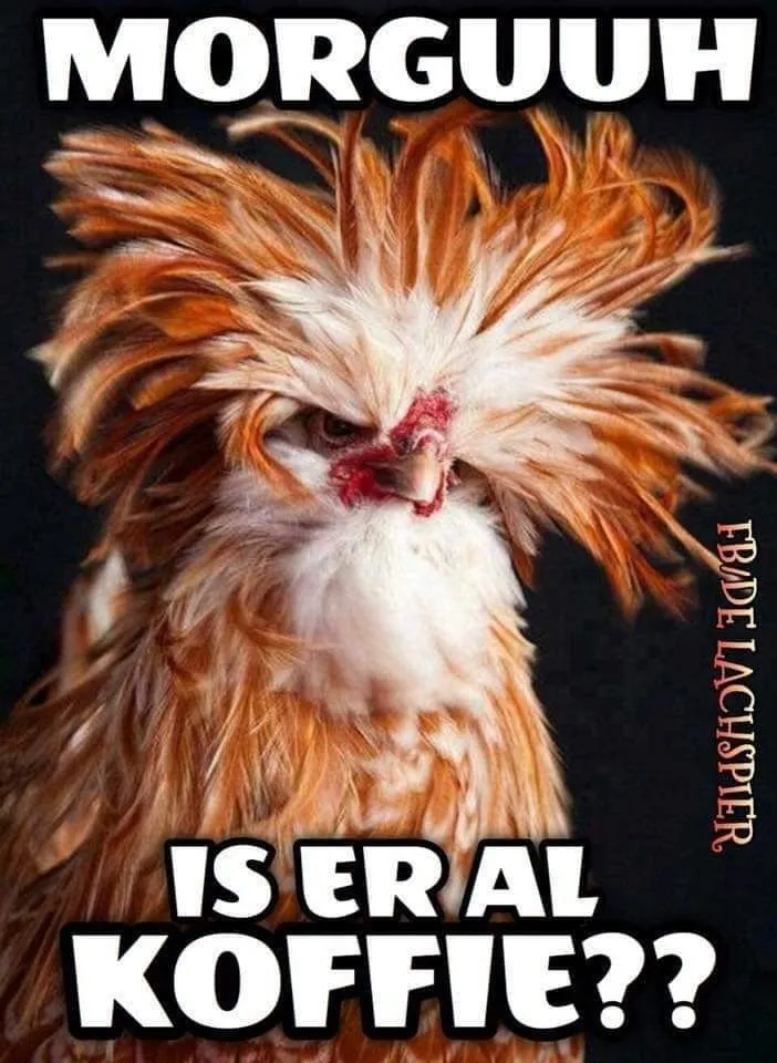 ᐅ grappige goedemorgen - Goedemorgen plaatjes Een gekleurde vogel met een woeste verenpruik vraagt om koffie.