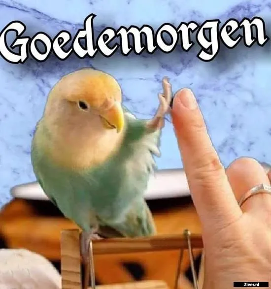 ᐅ grappige goedemorgen - Goedemorgen plaatjes Een kleurig vogel dat een hand aanraakt met de tekst "Goedemorgen".