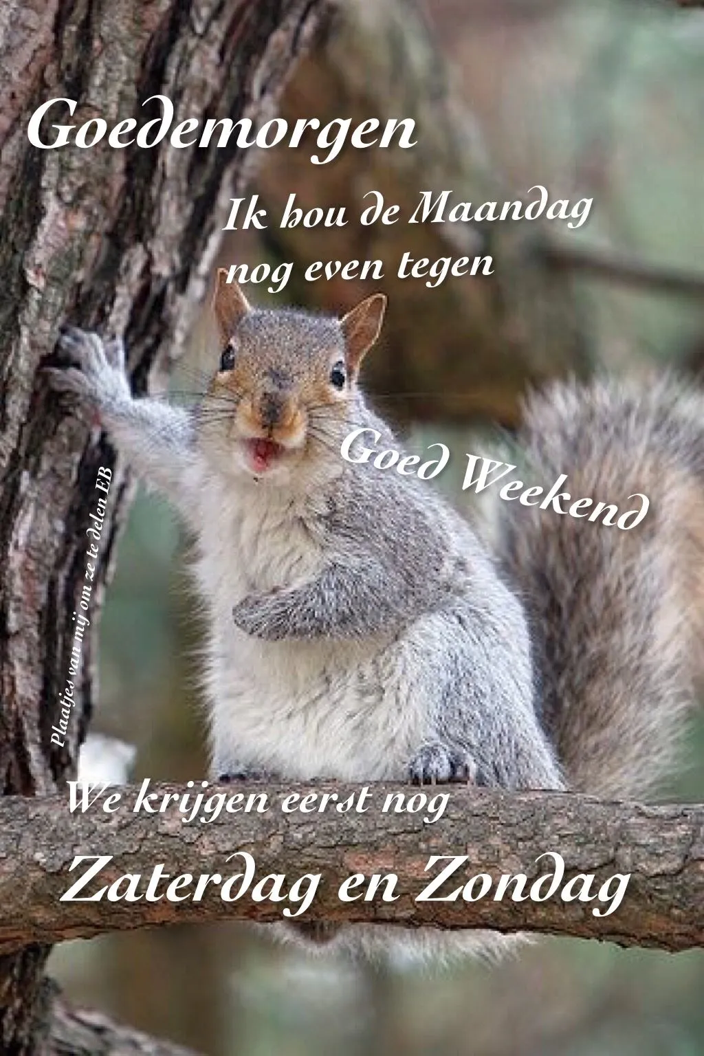 ᐅ grappige goedemorgen - Goedemorgen plaatjes Eekhoorn op een boom met tekst over het weekend en de maandag.
