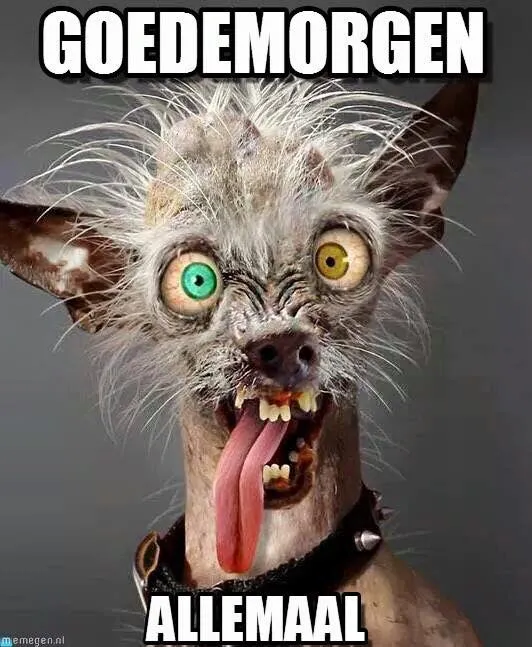 ᐅ grappige goedemorgen - Goedemorgen plaatjes Bizarre hond met opvallende ogen en een gekke uitdrukking, zegt "Goedemorgen allemaal".