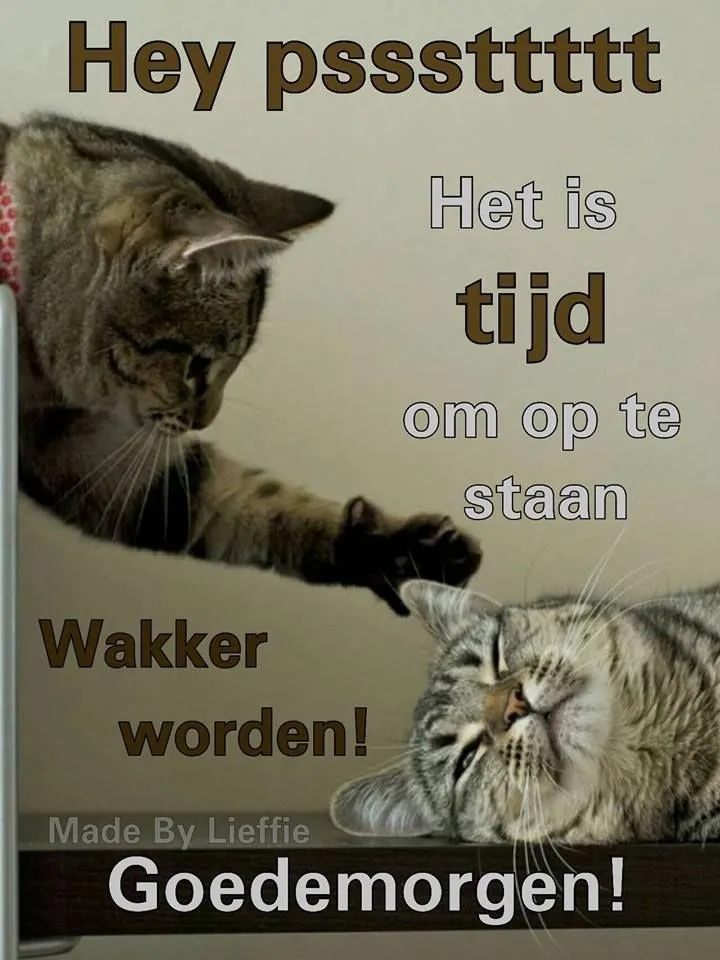 ᐅ grappige goedemorgen - Goedemorgen plaatjes Twee katten, een op een bureau en een slapend, met een tekst om wakker te worden.