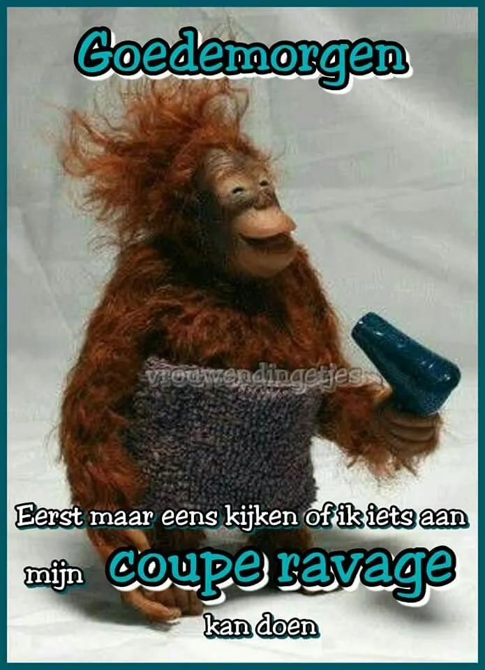 ᐅ grappige goedemorgen - Goedemorgen plaatjes Een aap met een föhn bekijkt zijn haarstijl in een gebreide trui.