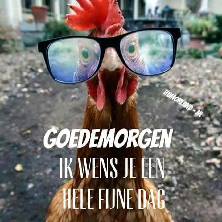 ᐅ grappige goedemorgen - Goedemorgen plaatjes Kip met grote bril zegt "Goedemorgen, ik wens je een hele fijne dag."
