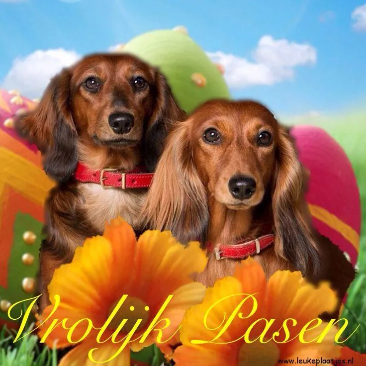 ᐅ grappige pasen humor - Pasen Plaatjes met Berichten en Citaten plaatjes Twee teckels staan voor een kleurrijke achtergrond met paaseieren en bloemen.