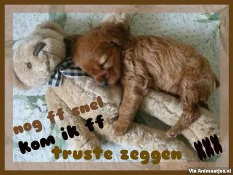 ᐅ grappige welterusten teksten - Welterusten plaatjes Een puppy slaapt knus tegen een teddybeer, gekleed in een strik.