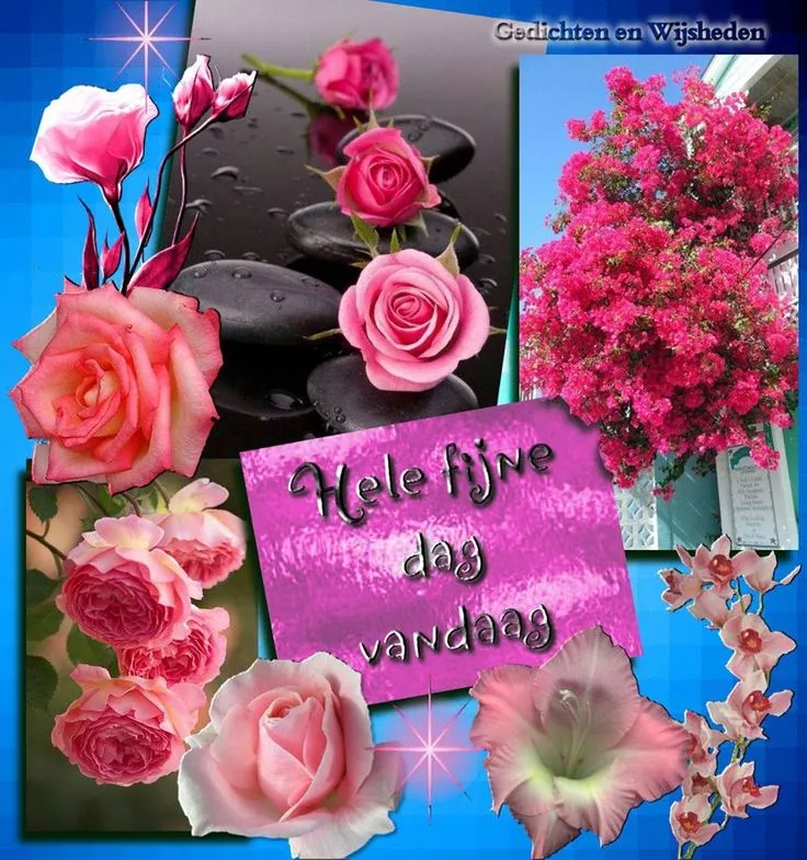 Een collage van rozen en bloemen met de tekst "Hele fijne dag vandaag".