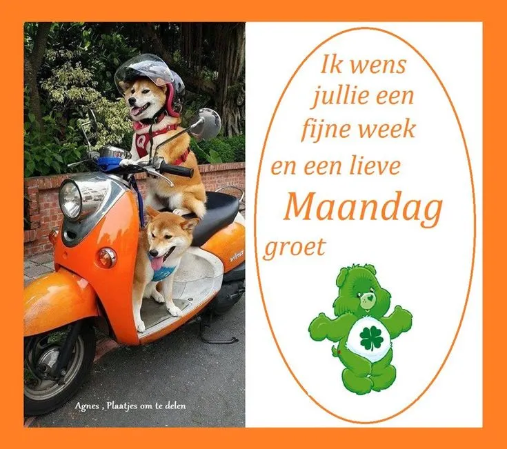 Twee honden op een scooter met een groet voor een fijne maandag.