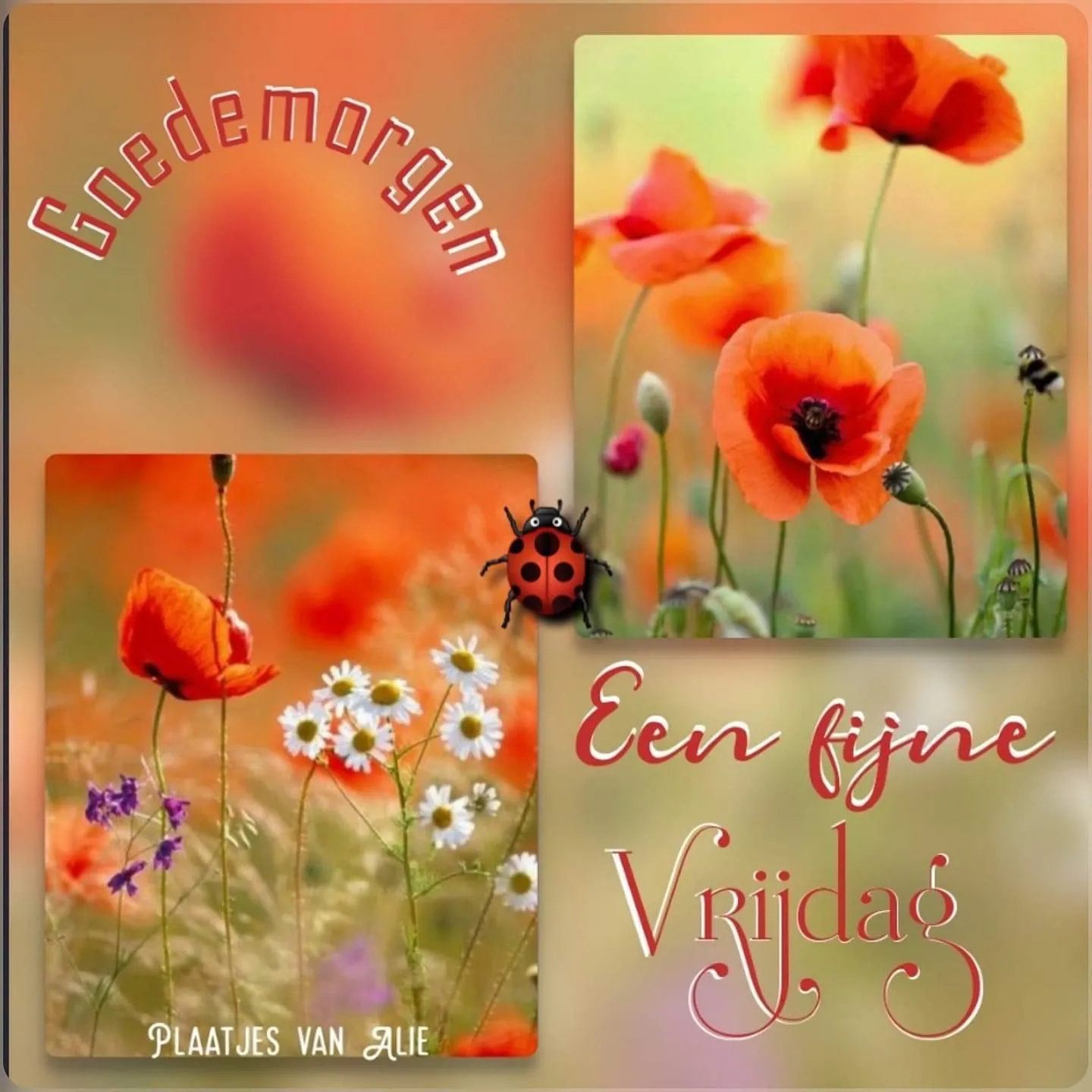 Kleurige bloemen met de tekst "Goedemorgen" en "Een fijne Vrijdag".