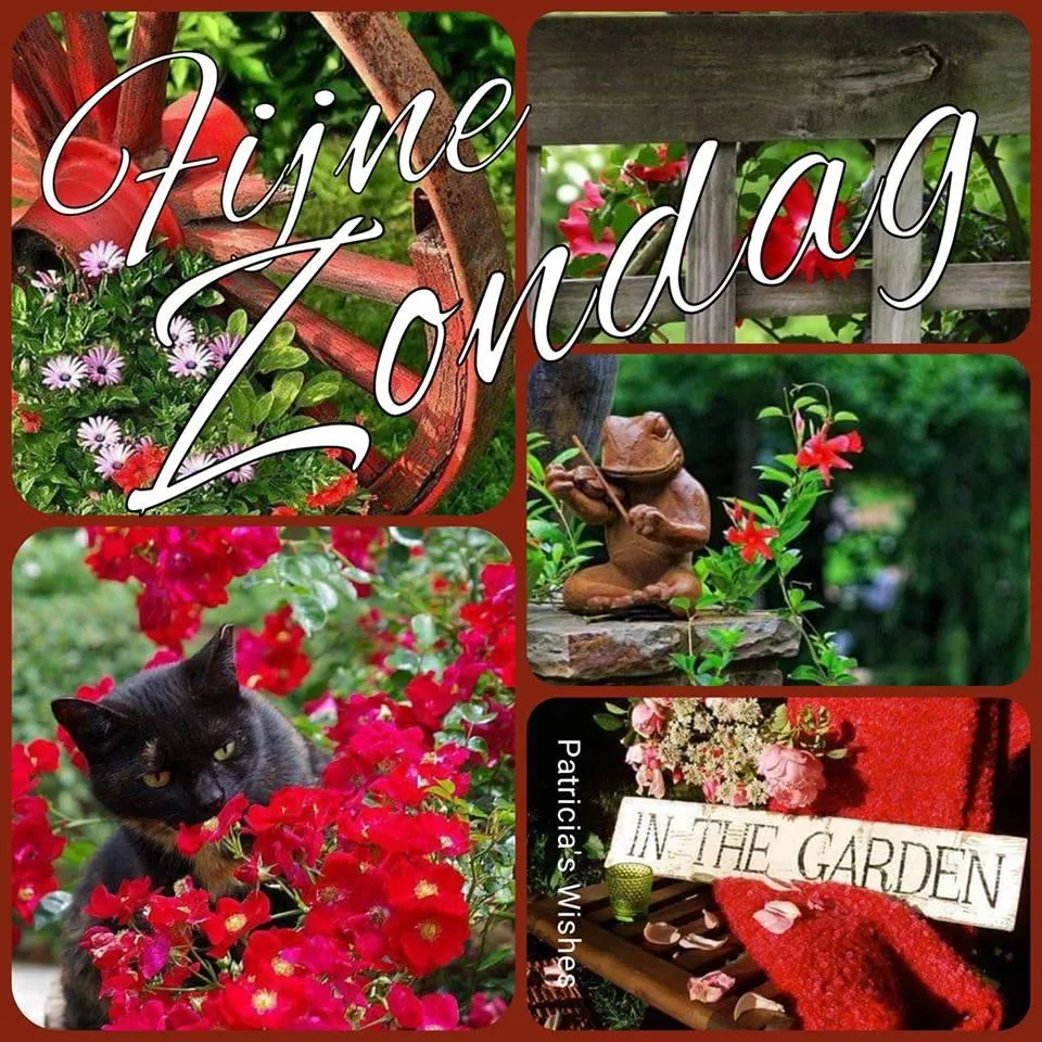 ᐅ gratis afbeeldingen voor whatsapp - Dinsdag plaatjes