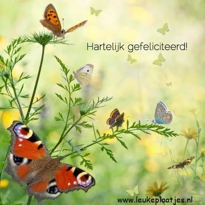 Verschillende kleurrijke vlinders op bloemen, met de tekst "Hartelijk gefeliciteerd!"