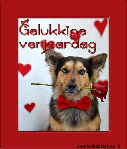 Hond met een rode strik en roos, gefeliciteerd met de verjaardag.