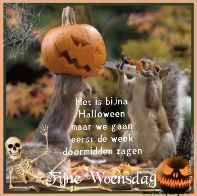 ᐅ halloween grappig - Halloween plaatjes Two squirrels play with a pumpkin in a festive autumn setting.