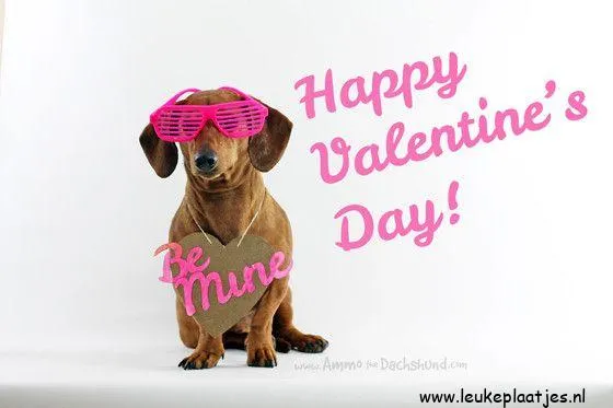 Duitse dog in roze zonnebril met een hartje, viert Valentijnsdag.