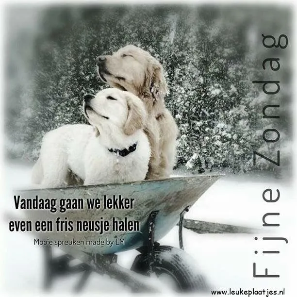 ᐅ humor winter plaatjes - Winter plaatjes Twee honden in een kruiwagen op een sneeuwachtige achtergrond met een tekst.