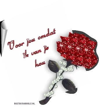 Een rode roos met de tekst: "Voor jou omdat ik van je hou."