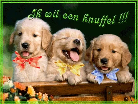 ᐅ knuffel gif whatsapp - Knuffels Plaatjes en Gifs plaatjes Drie vrolijke puppy's met kleurrijke strikjes, zittend in een bloemenbed.