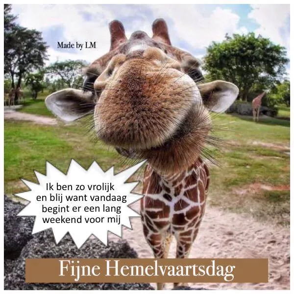 Giraffe met blije uitdrukking en tekstballon over Hemelvaart.